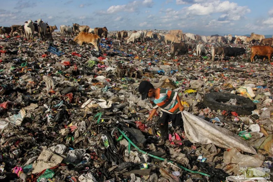 زباله گَردی انسان ها و زباله خواری احشام در اندونزی/ خبرگزاری فرانسه
