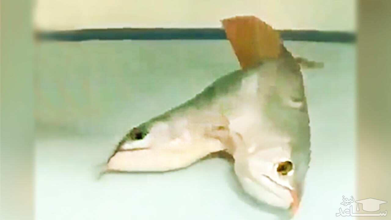 فیلمی از یک ماهی عجیب الخلقه با دو سر!