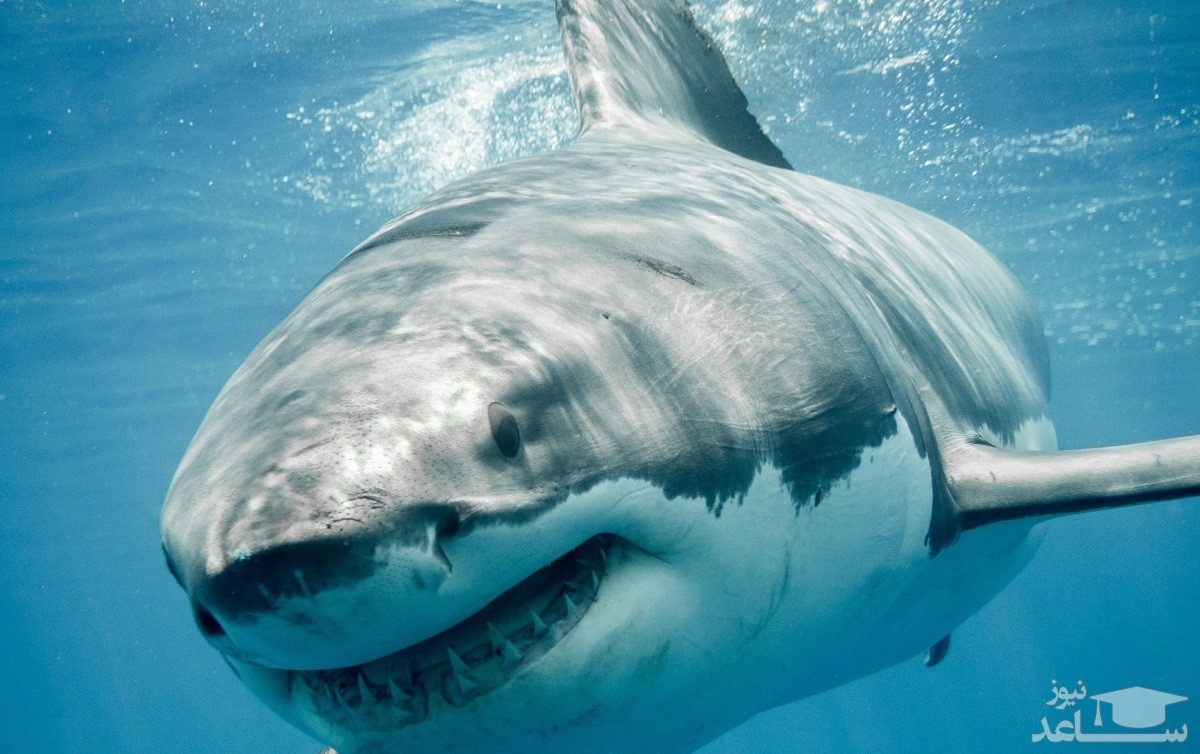 (فیلم) تلاش کوسه برای بلعیدن دوربین غواص