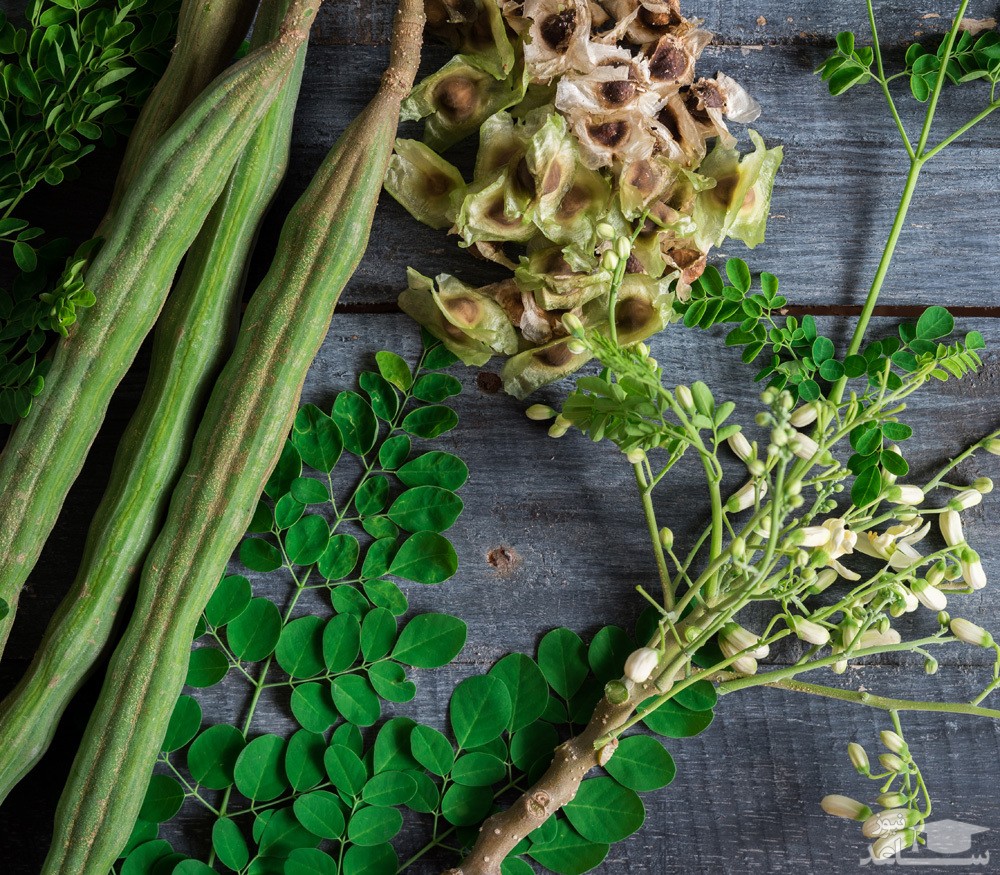 30 خاصیت گیاه مورینگا (گز روغن) و مضرات آن