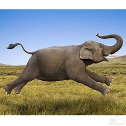 دانلود آهنگ فیل 5 از افکت صوتی انسان و موجودات زنده