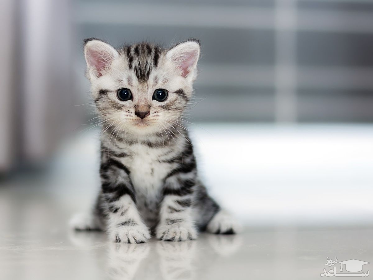 (فیلم) سرسره‌بازی خنده‌دار یک گربه در پارک