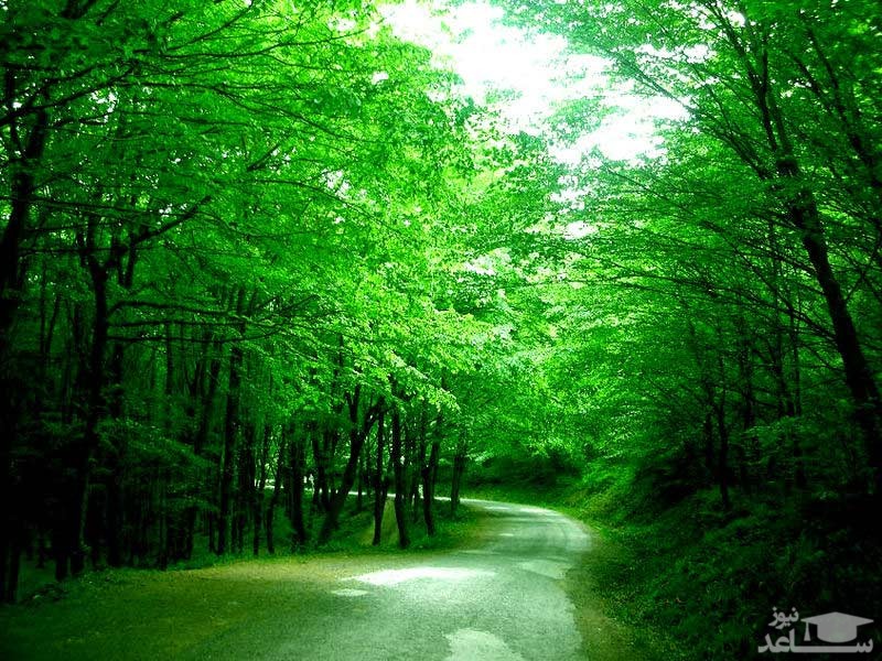 جنگل بلگراد