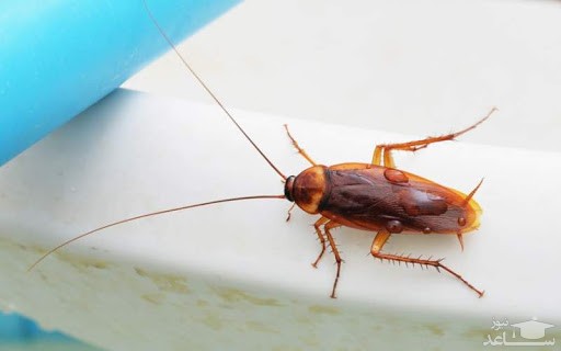 حمله سوسک‌ها به تهران جدی است؟