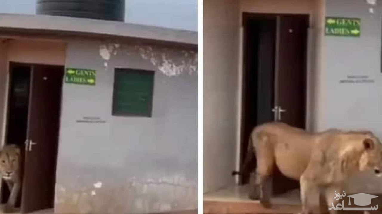 (فیلم) بازدید عجیب یک شیر از حمام عمومی‌ و توریستی در هند!