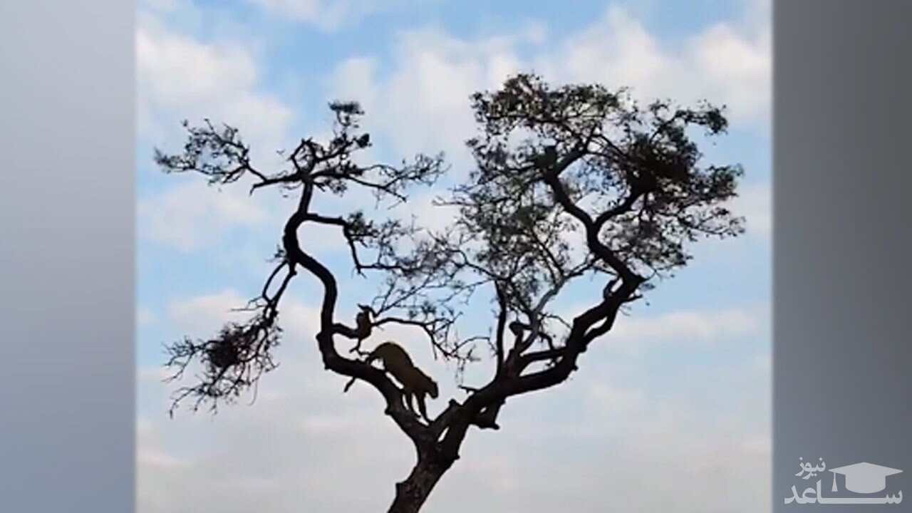 (فیلم) تعقیب و گریز پلنگ گرسنه و میمون در بالای یک درخت