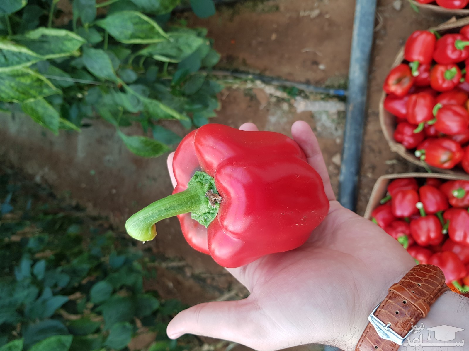 فلفل دلمه در دم دست