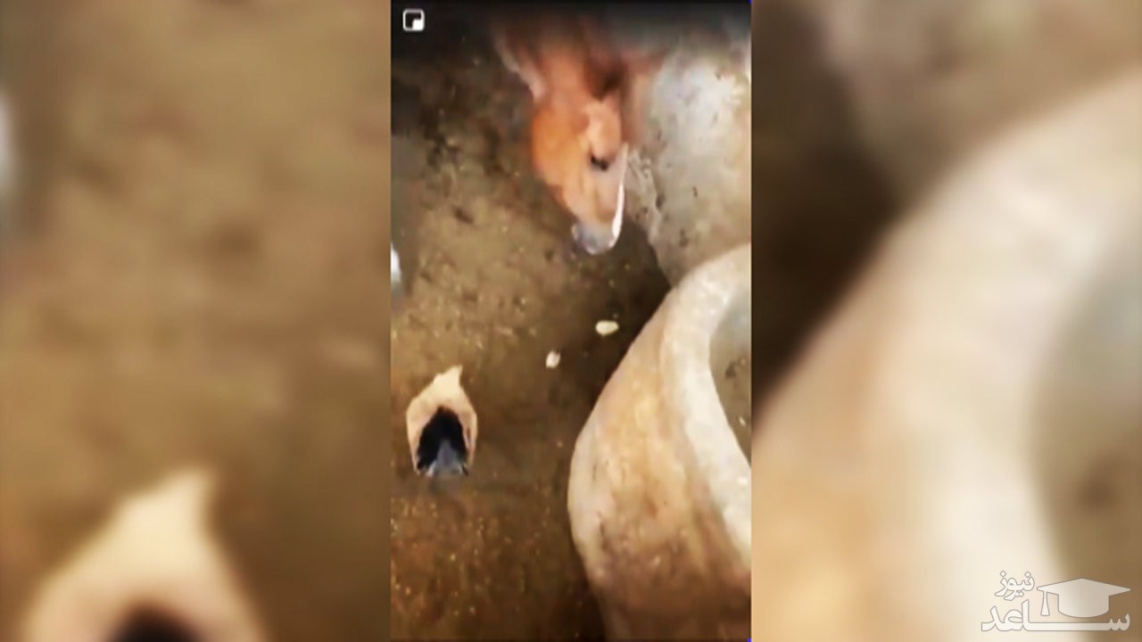 (فیلم) زنده خوردن یک جوجه توسط اسب!