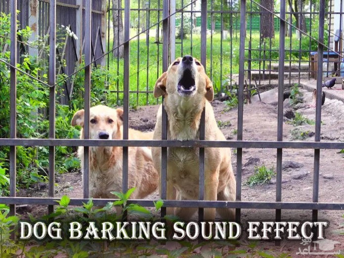 دانلود آهنگ دعوای سگ ها از افکت صوتی انسان و موجودات زنده