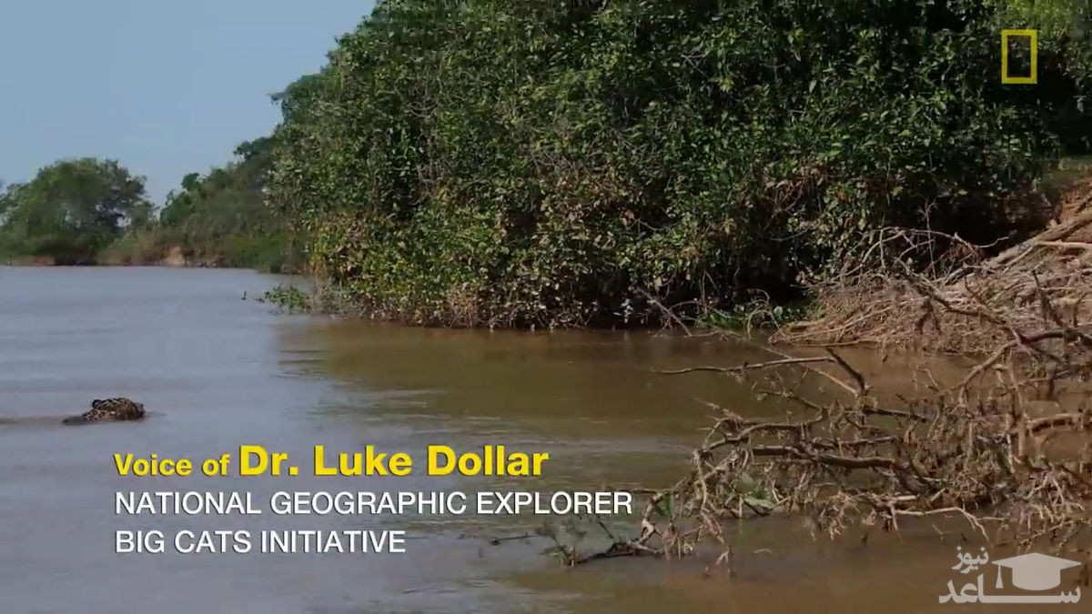 (فیلم) حمله باورنکردنی و وحشتناک جگوار به تمساح