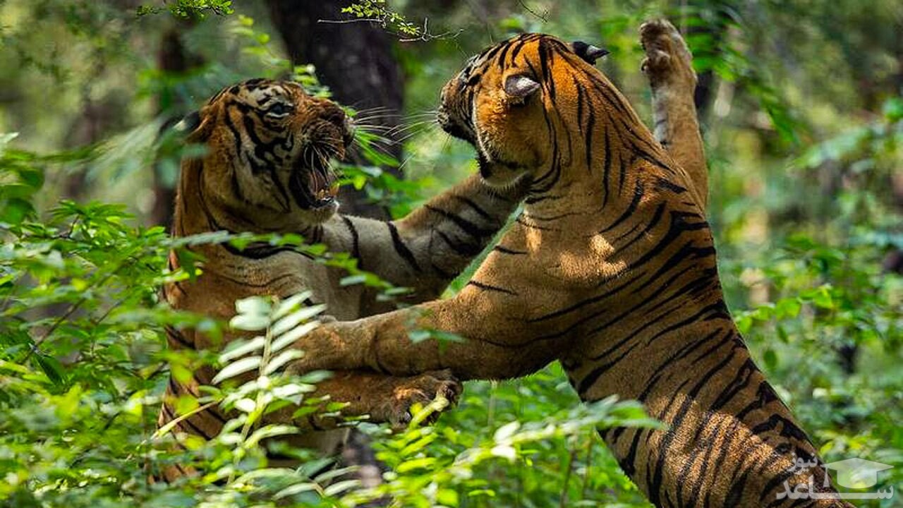 (فیلم) پنجه به پنجه شدن خونین ۲ ببر خشمگین بر سر قدرت نمایی