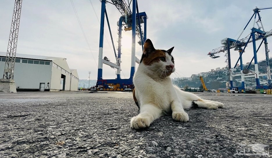(تصاویر) گربه دریانورد!