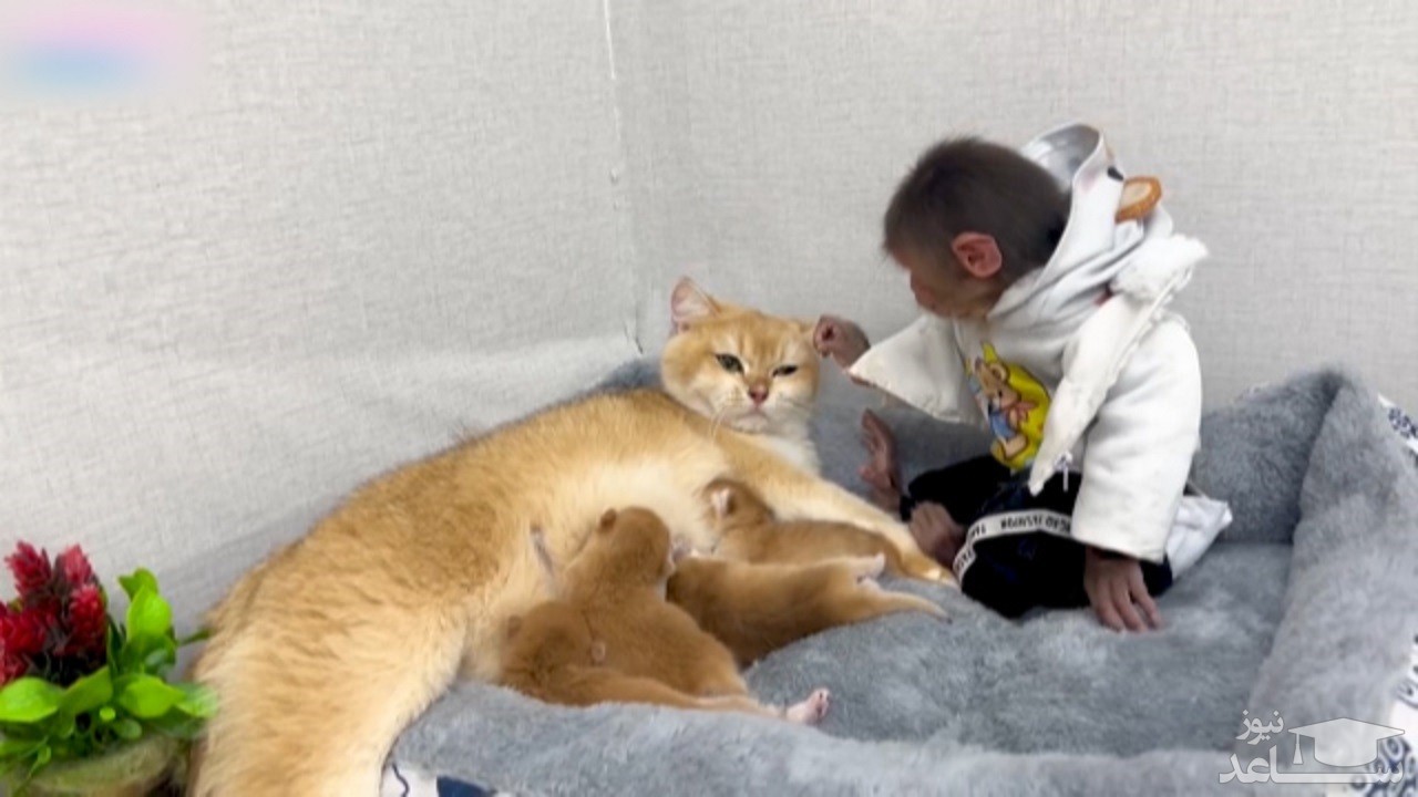 (فیلم) مراقبت بچه میمون از گربه و بچه‌هایش