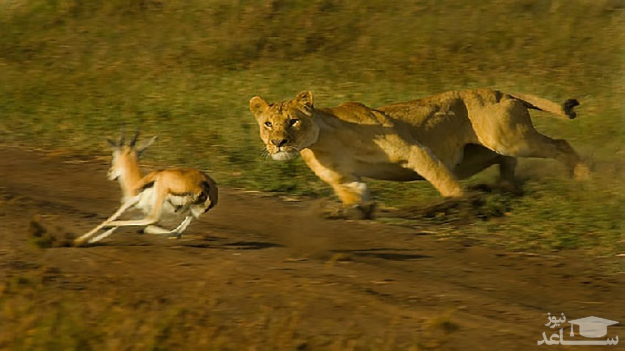 (فیلم) فرار لحظه آخری آهو مقابل حمله موشک‌وار شیر
