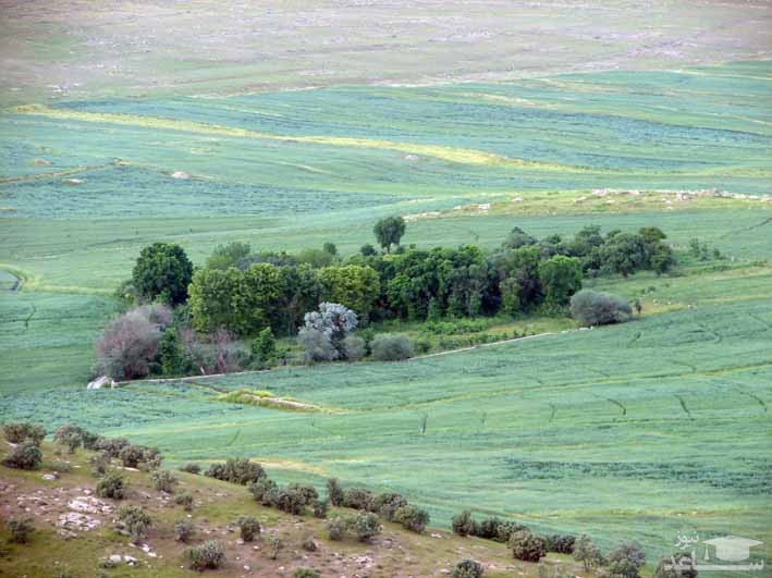 باغ کهره چرداول 