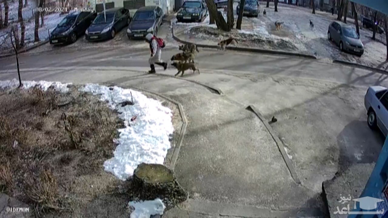 (فیلم) حمله سگ‌های ولگرد به یک دختر مدرسه‌ای در خیابان