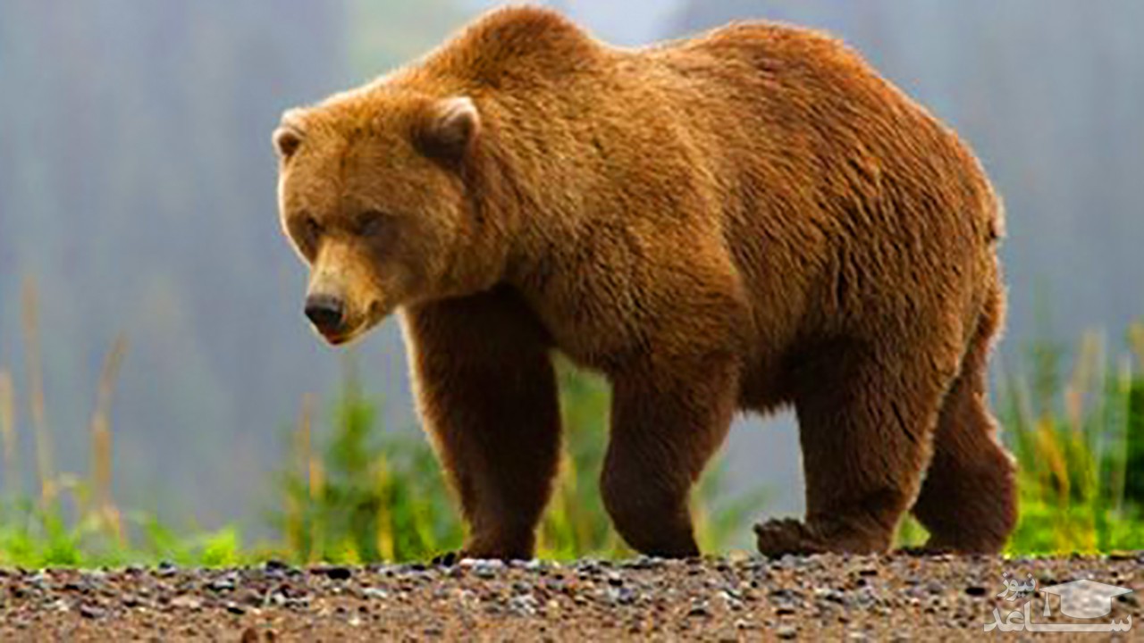 شکار خرس درحال انقراض در ارومیه + فیلم فجیع