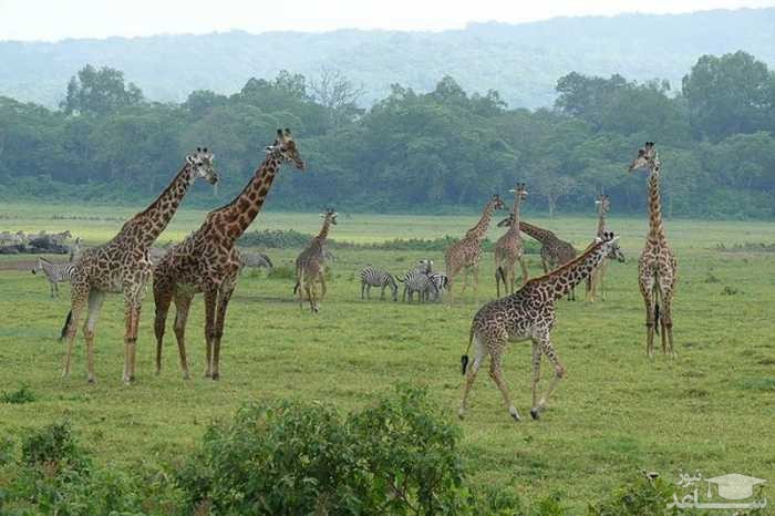 پارک ملی Bicauri