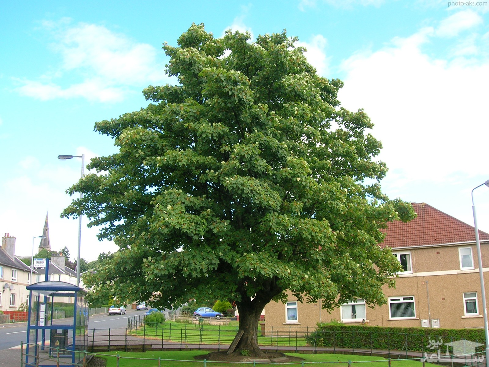 فال درخت بر اساس تاریخ تولد