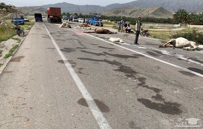 عکس های وحشتناک از لت و پار شدن شترها در تصادف با تریلی