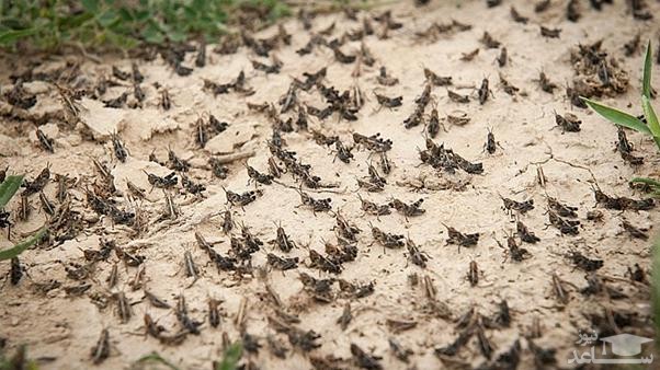 اولین دسته ملخ‌های مهاجم به آبادان رسیدند