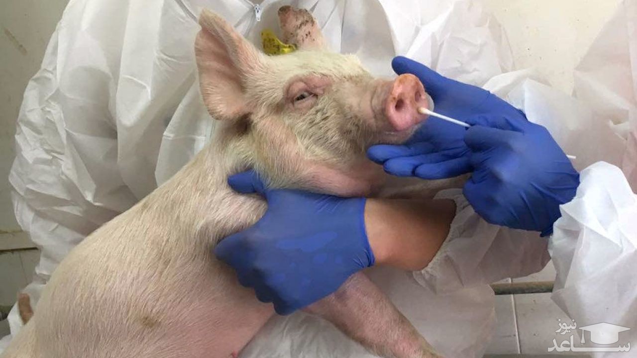 دومین بیماری خطرناک جهان شناسایی شد