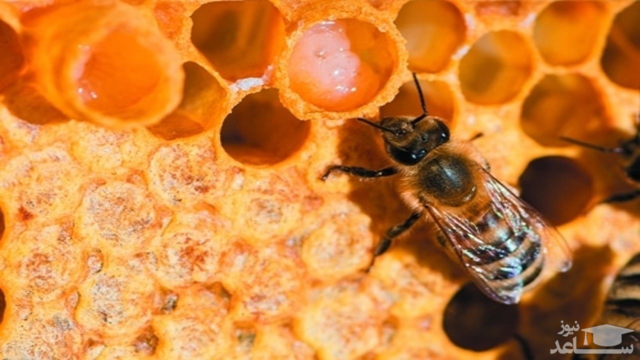 (فیلم) تشخیص اعداد زوج و فرد توسط زنبور عسل