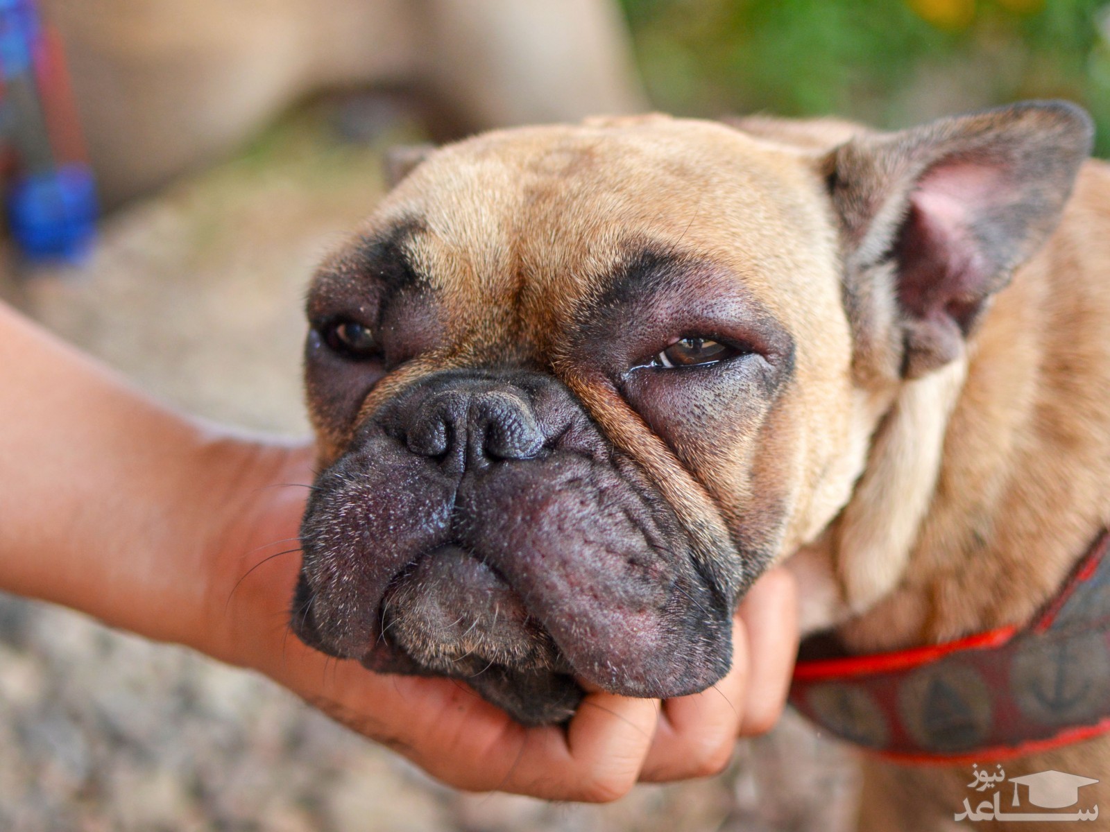 دلایل خشکی بینی در سگ ها و روش های درمان