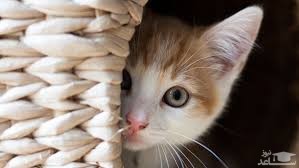 دانلود آهنگ گربه بامزه از افکت صوتی انسان و موجودات زنده
