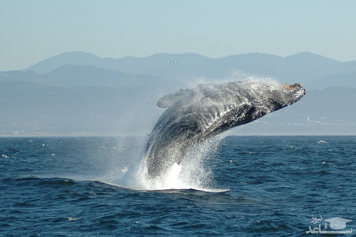 (عکس) بزرگترین موجود زنده دنیا به اندازه یک هواپیمای بوئینگ