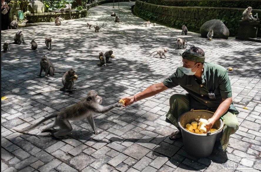 غذا دادن به میمون ها 