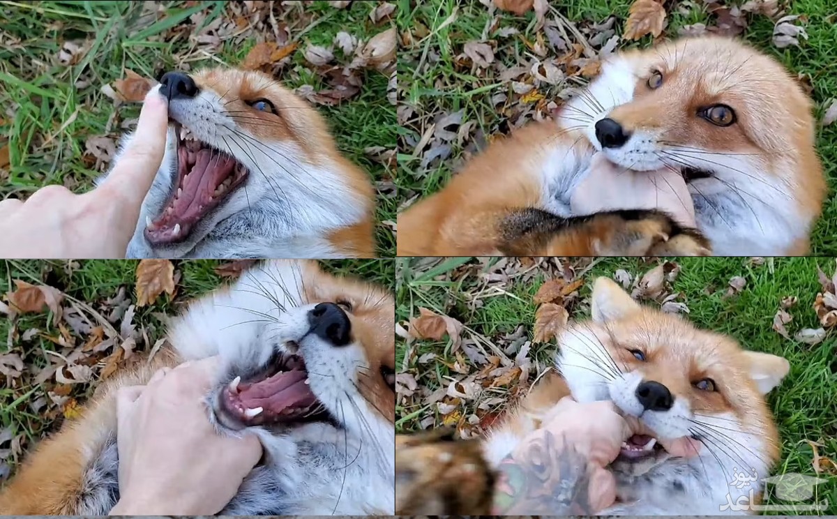 (فیلم) خنده های جالب روباه قلقلکی که در فضای مجازی وایرال شده است