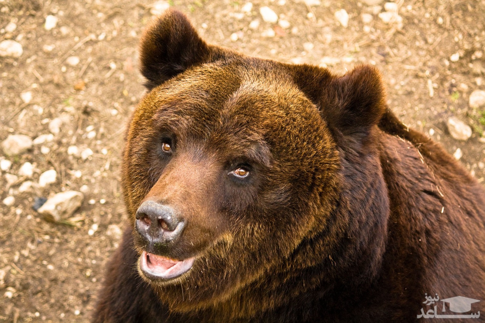 (فیلم) خرس قهوه ای صبحانه کوهنوردان را خورد