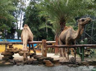 باغ وحش جوهور 