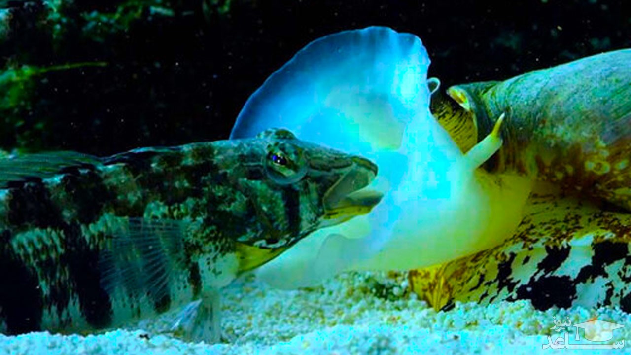 (فیلم) حمله عجیب حلزون به یک ماهی در اعماق اقیانوس
