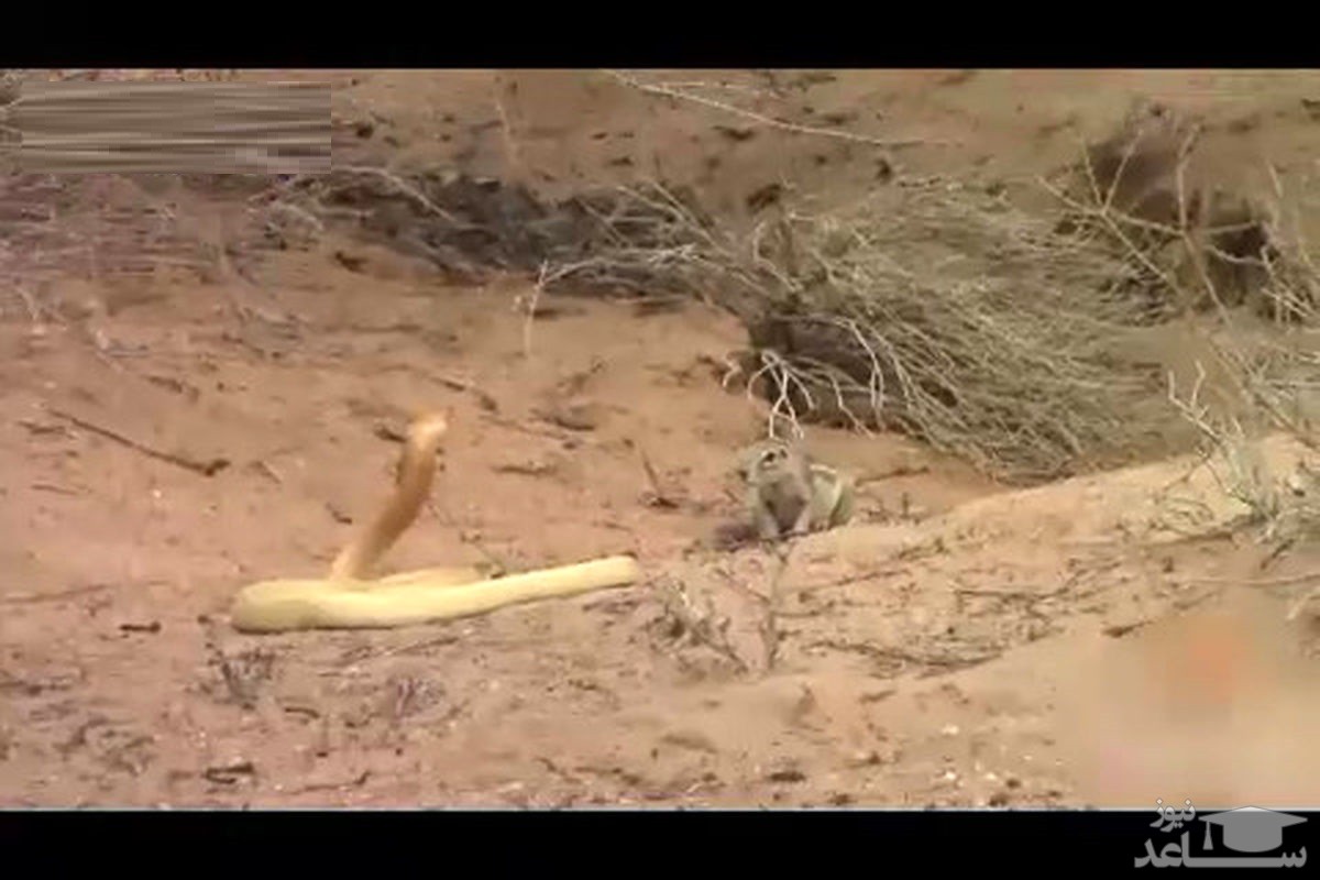 (فیلم) مبارزه جانانه سنجاب مادر با مار کبری