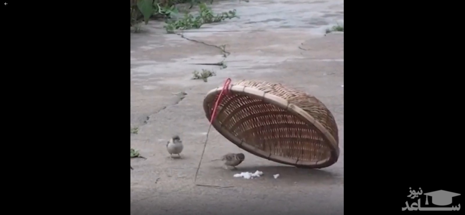 (فیلم) پرنده ای که برای عشقش به استقبال خطر رفت