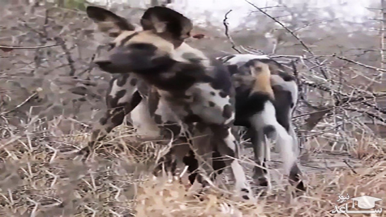 (فیلم) فرار پلنگ به بالای درخت از ترس چند سگ‌ وحشی