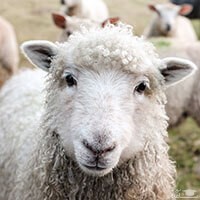 دانلود آهنگ زنگوله گوسفند 1 از افکت صوتی انسان و موجودات زنده