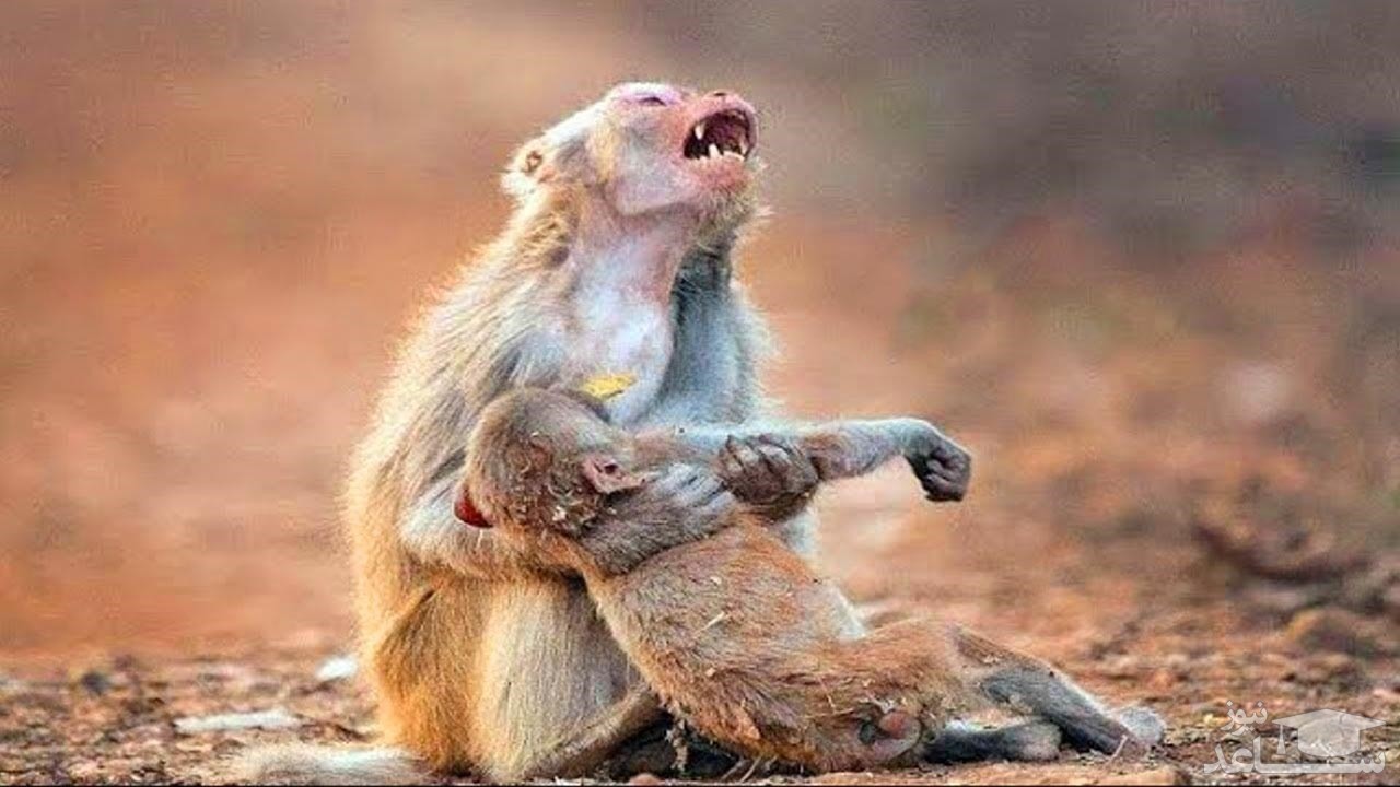 حیات وحش| ویدیو تکان‌دهنده لحظات مواجه شدن حیوانات با لاشه همنوعان خود