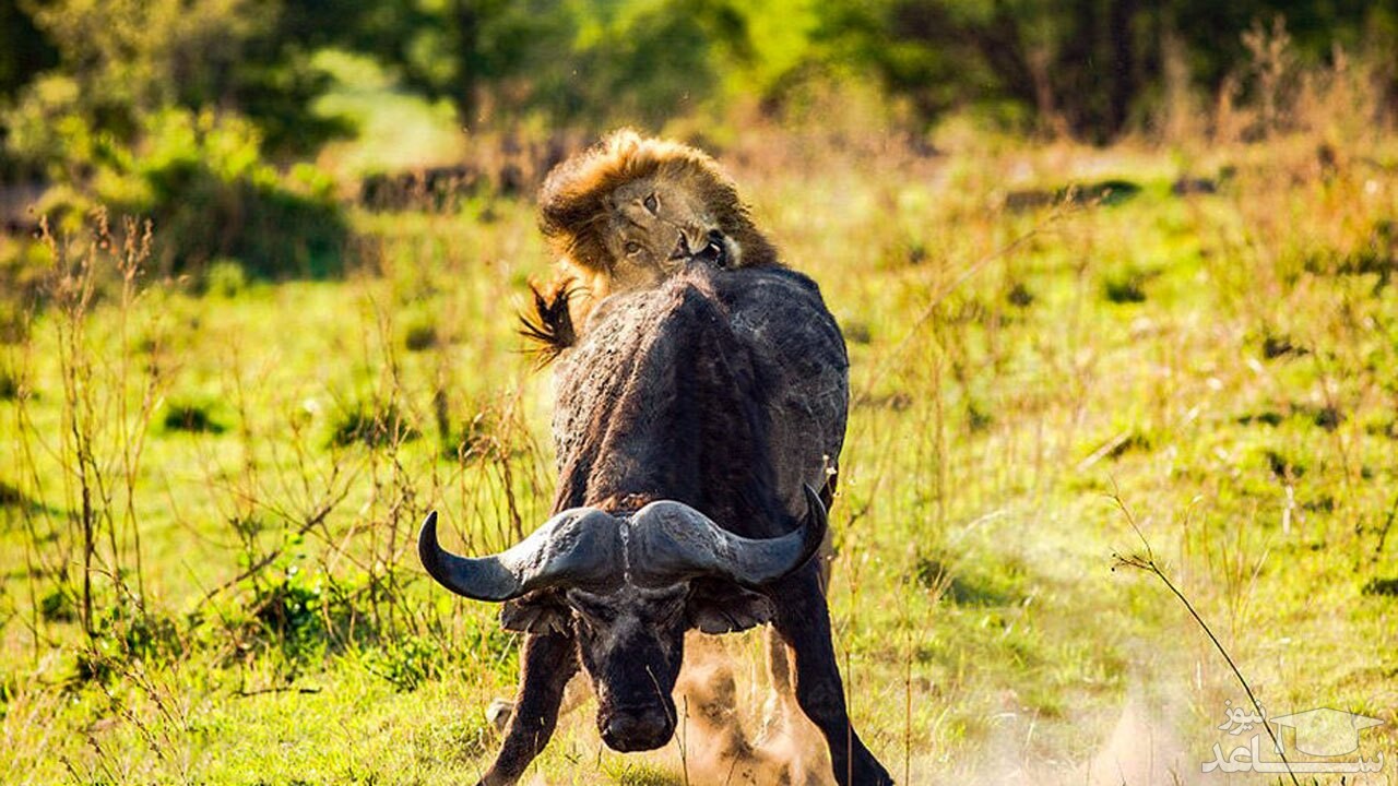 (فیلم) شکار قدرتمندانه یک بوفالو بالغ توسط شیر نر