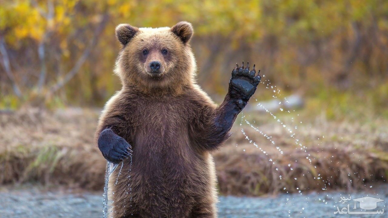 (فیلم) دست تکان دادن خرس قهوه‌ای برای تکه‌ای نان
