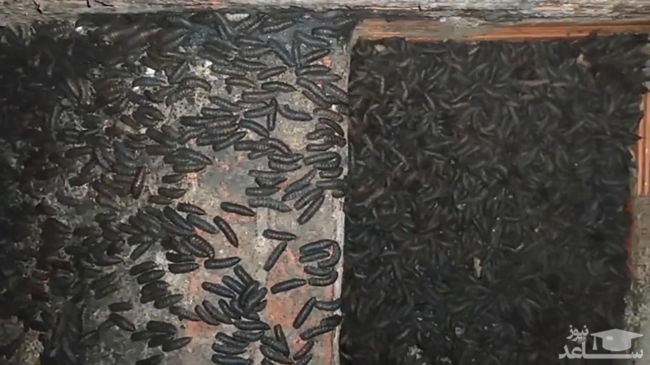 (فیلم) هجوم کرم‌های سیاه به باغچه حیاط مرد ویتنامی