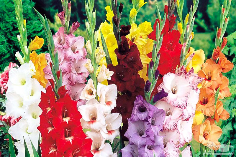 نحوه پرورش و نگهداری گلایول