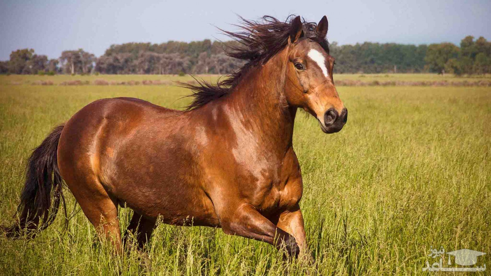 (فیلم) اسبی با شباهت عجیب به اسب تک شاخ افسانه‌ای