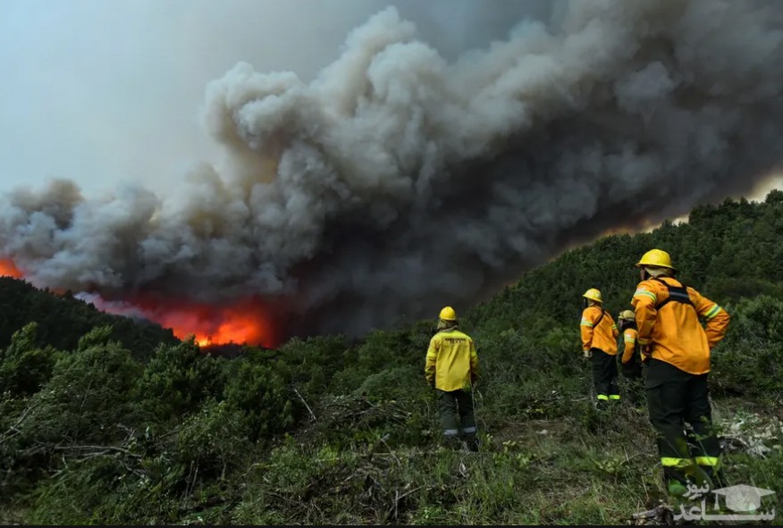 آتش سوزی جنگلی در آرژانتین/ رویترز
