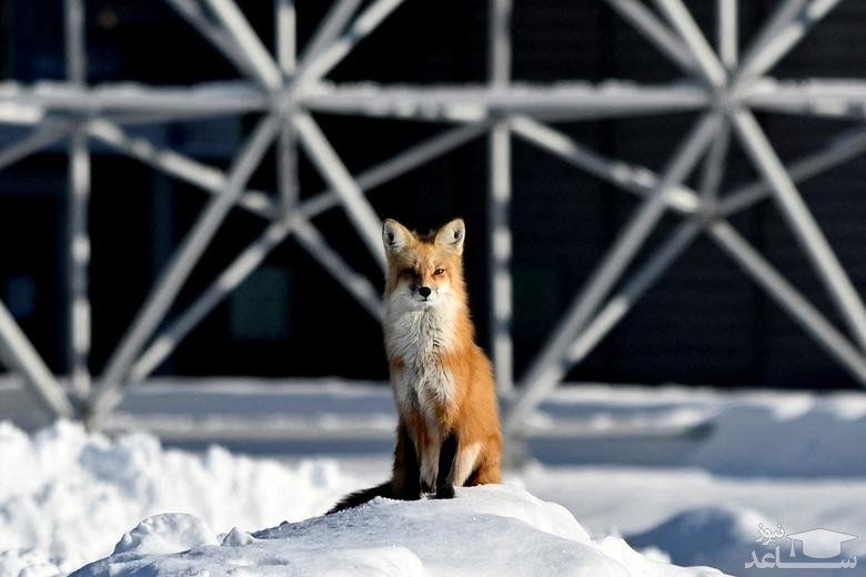 روباهی در برف مونترال کانادا/ رویترز