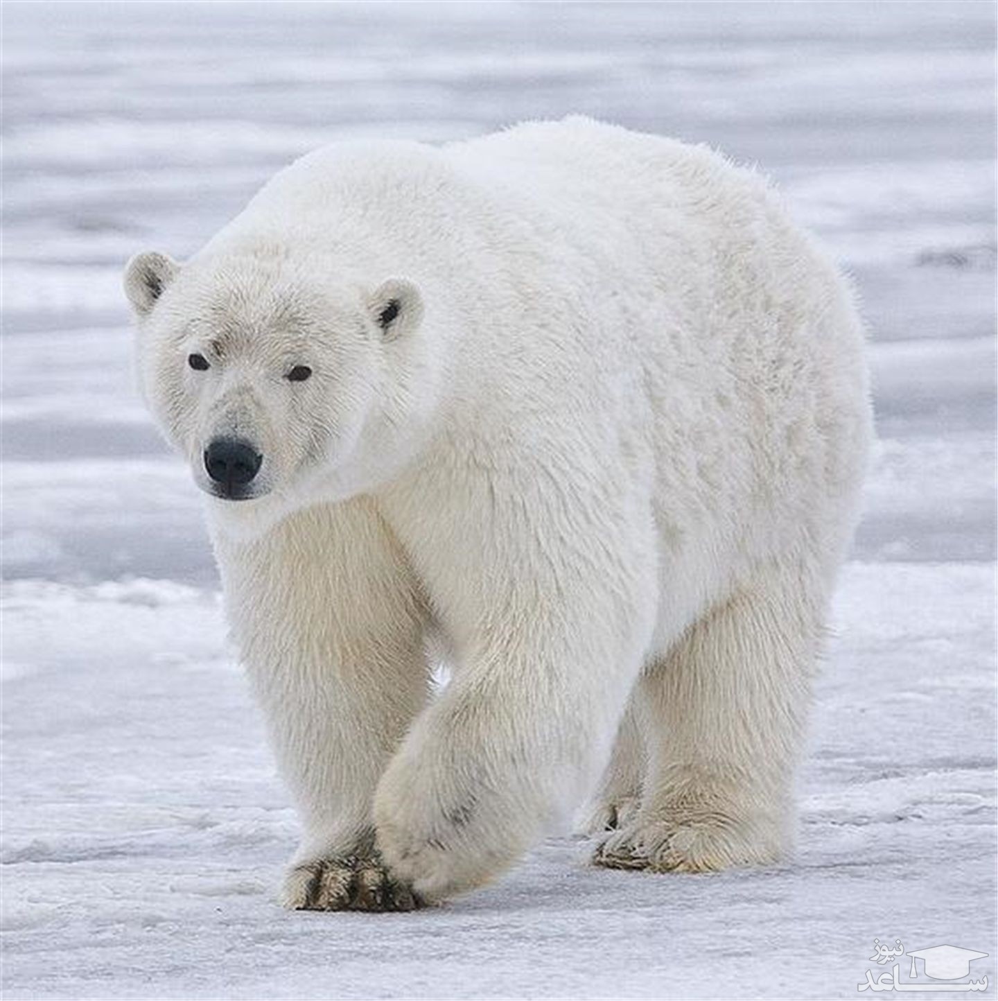 (فیلم) سورپرایز خنده‌دار خرس قطبی توسط یک فک دریایی