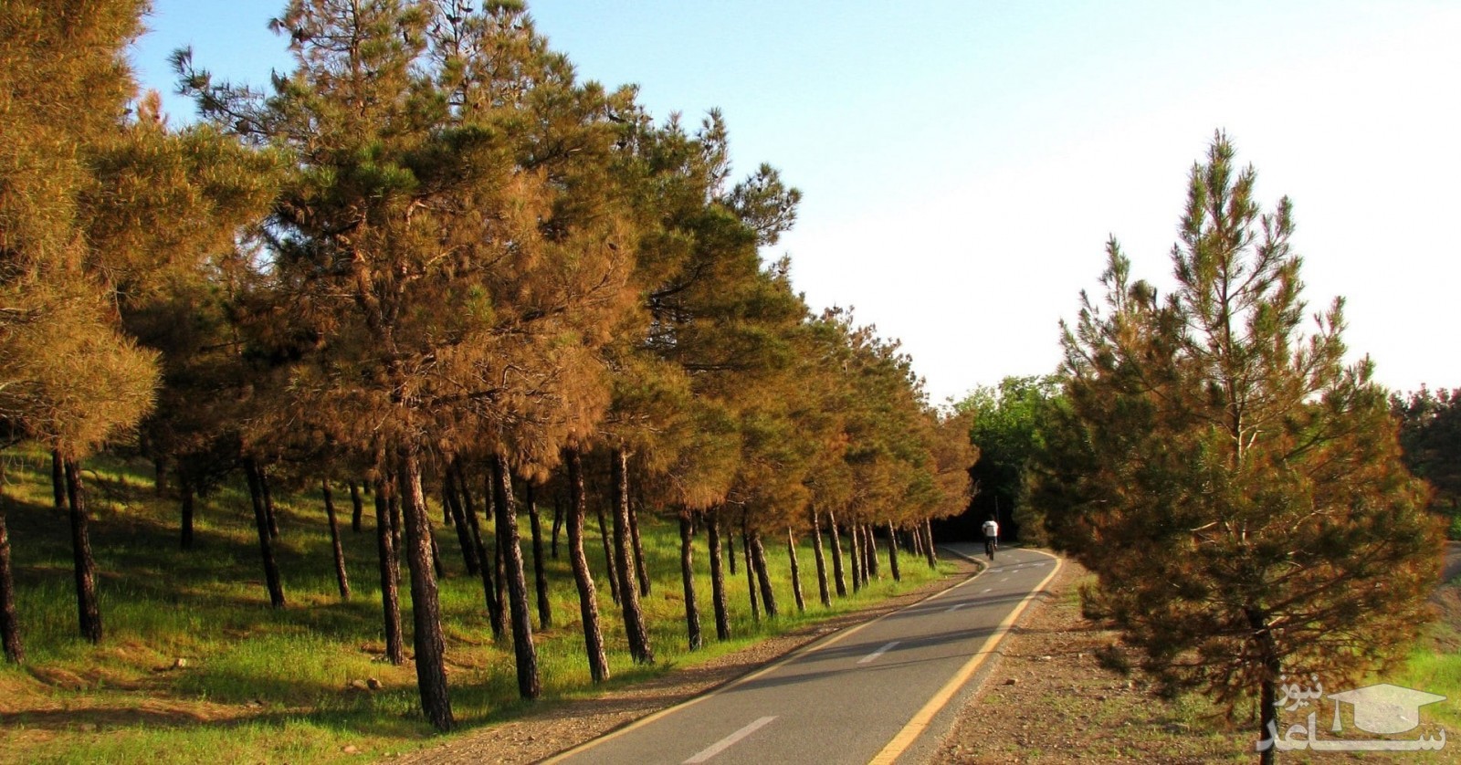 بوستان جنگلی سوهانک