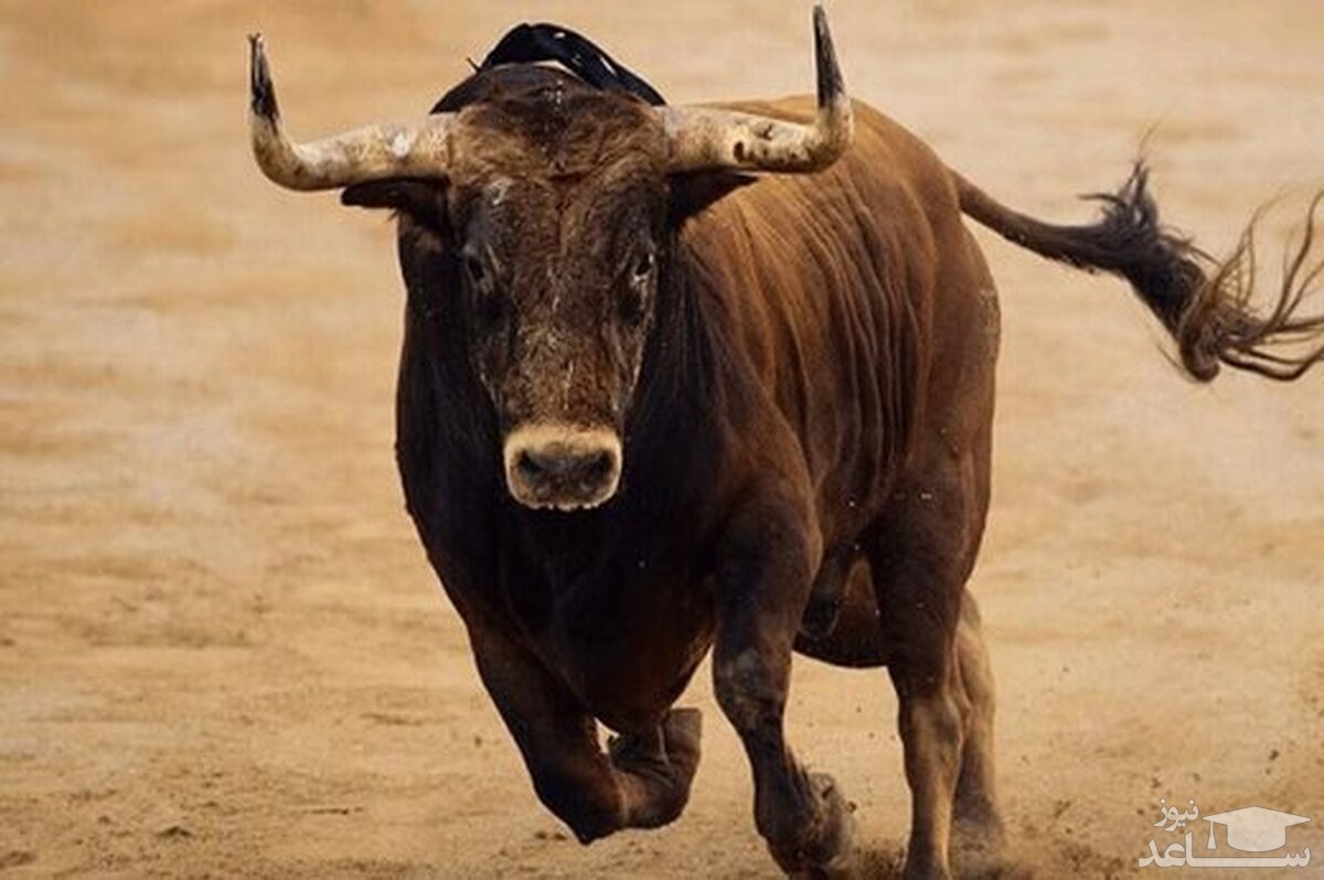 (فیلم) سر شاخ شدن پراسترس دو گاو عصبانی با هم